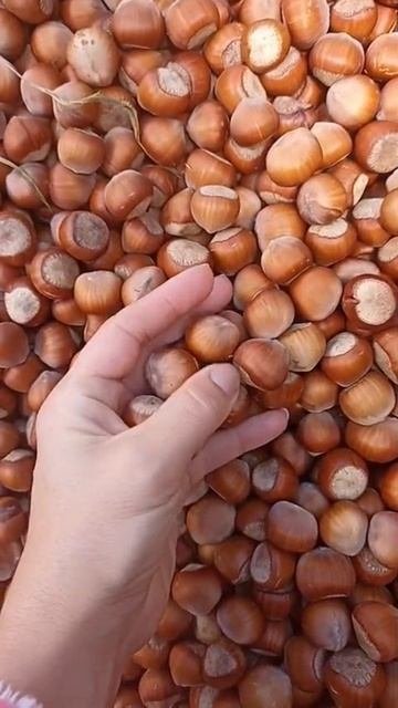 Семена фундука Трапезунд для проращивания  Ростов-на-Дону  Small Gardens