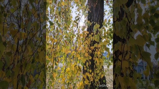 Утренняя прогулка- красота осенней поры.....
