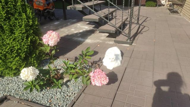 прогулка с зевсом