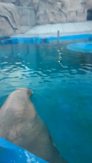 Морж