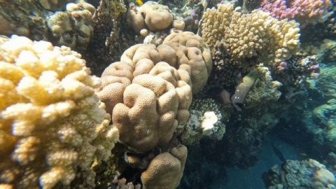 Часть 3 Коралы рыбки.