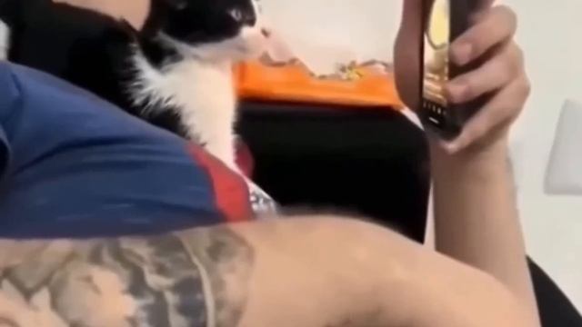 КОТЕЙКА