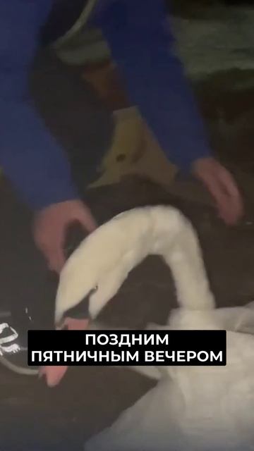 📍Спасли лебедя из ледяного плена с помощью рыболовных сетей