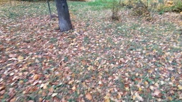9.10.2025.Усадьба Парк Кино Ляхово. Парк Сибирских Кошек.Визитная карточка. Домодедово.Московская об