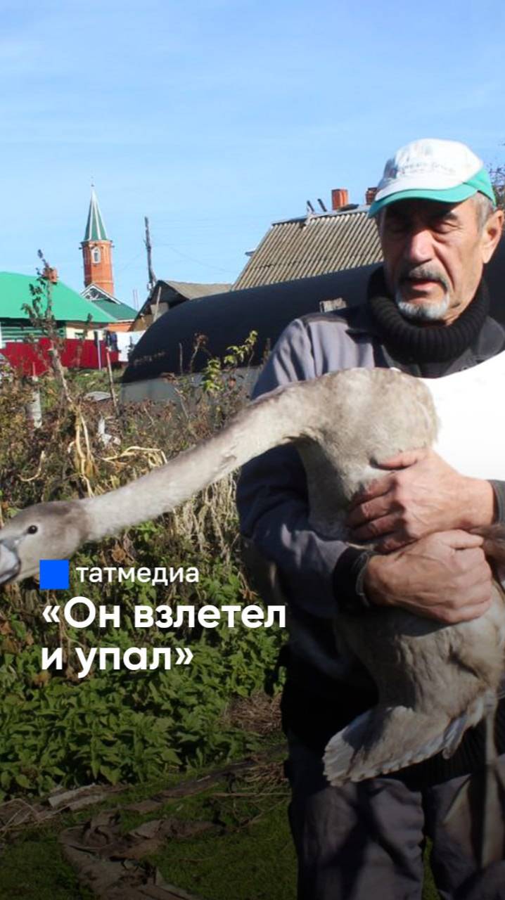 Быть человеком: спасение лебедя который попал в беду Татарстан Арск лебедь