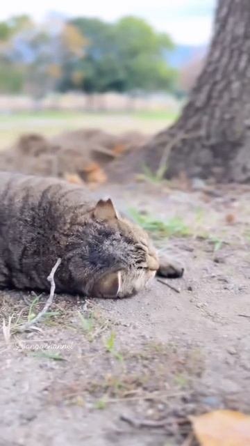 Наш TG Https://t.me/liveofcats