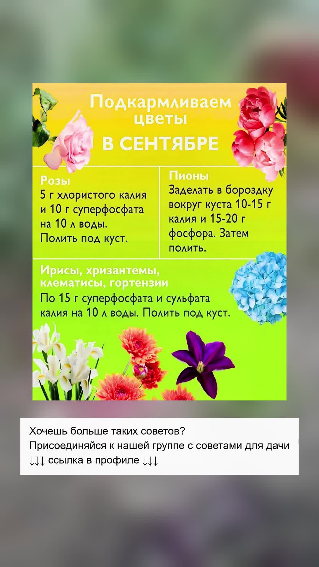 Секреты подкормки цветов в сентябре