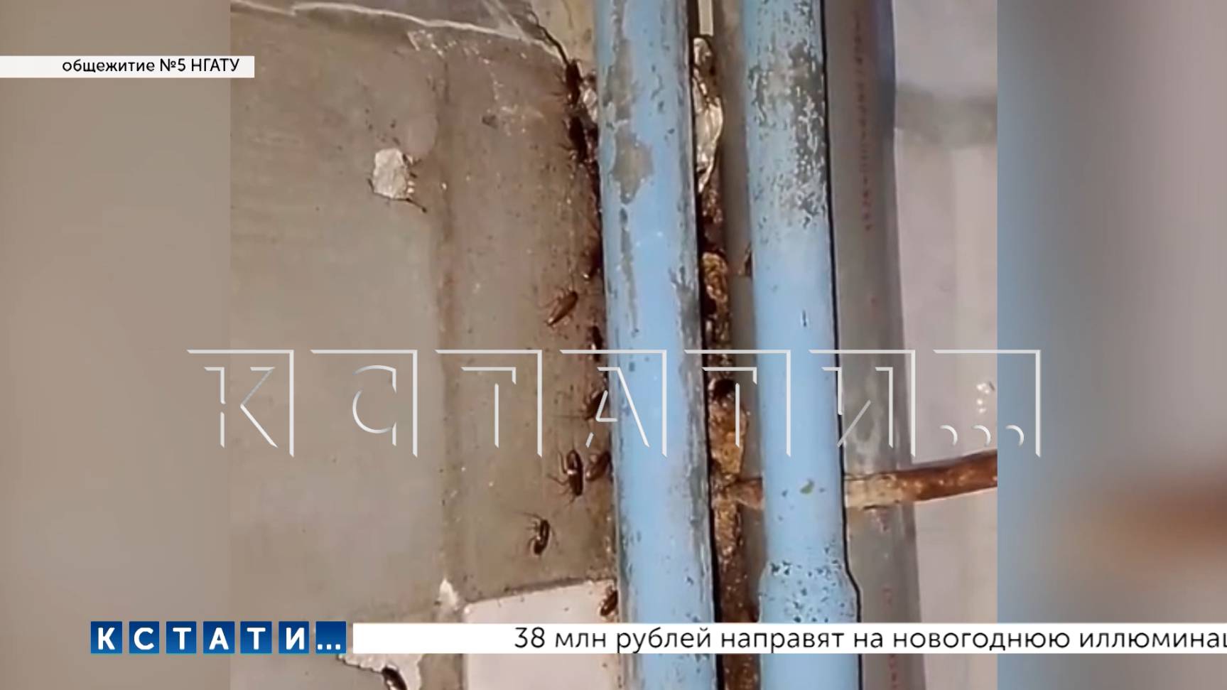 Тараканы стали новым участниками коммунального скандала, разразившегося вслед в за коррупционным