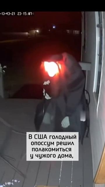 Опоссум получил шок