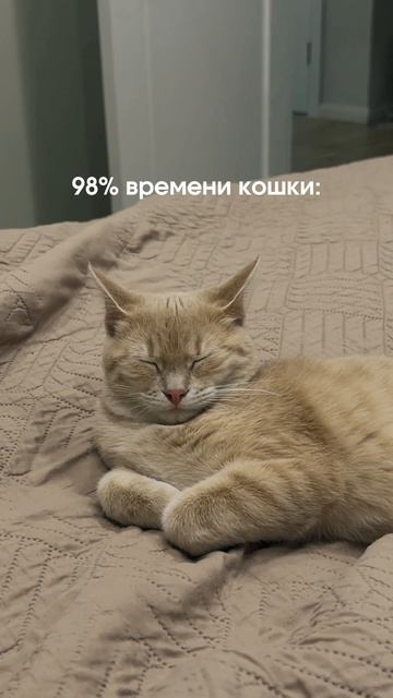 Кошки… 😁😬
