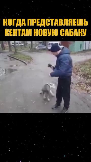 когда представляешь кентам новую собаку.