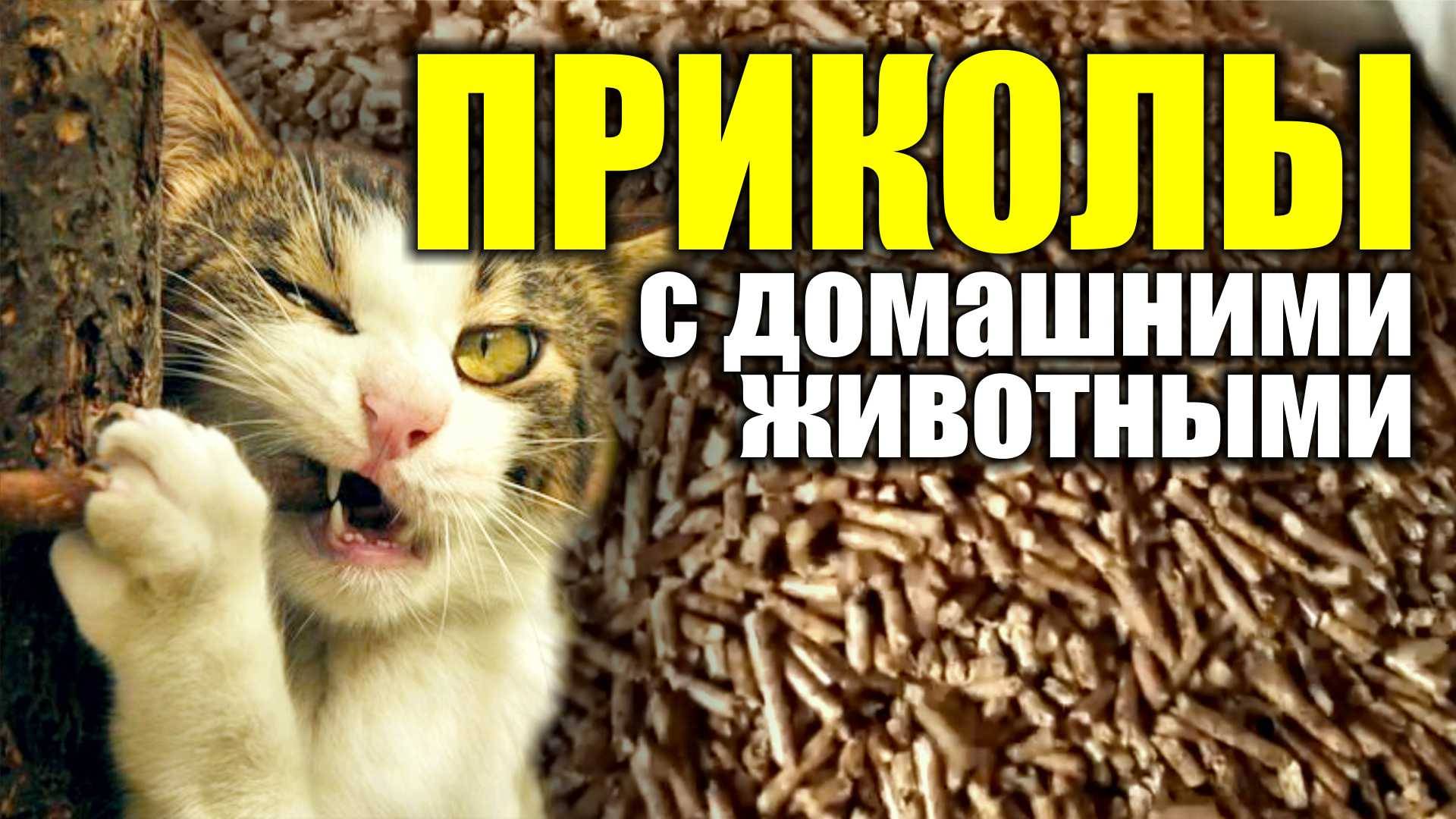 Смешная жизнь животных
