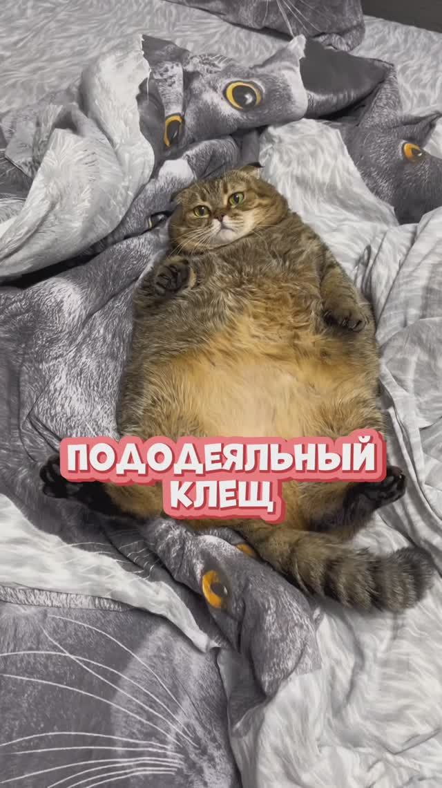 Теплый и пушистый клещ 😀