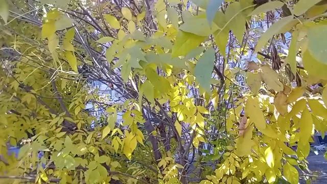 Вы любите осень так, как люблю ее я?..