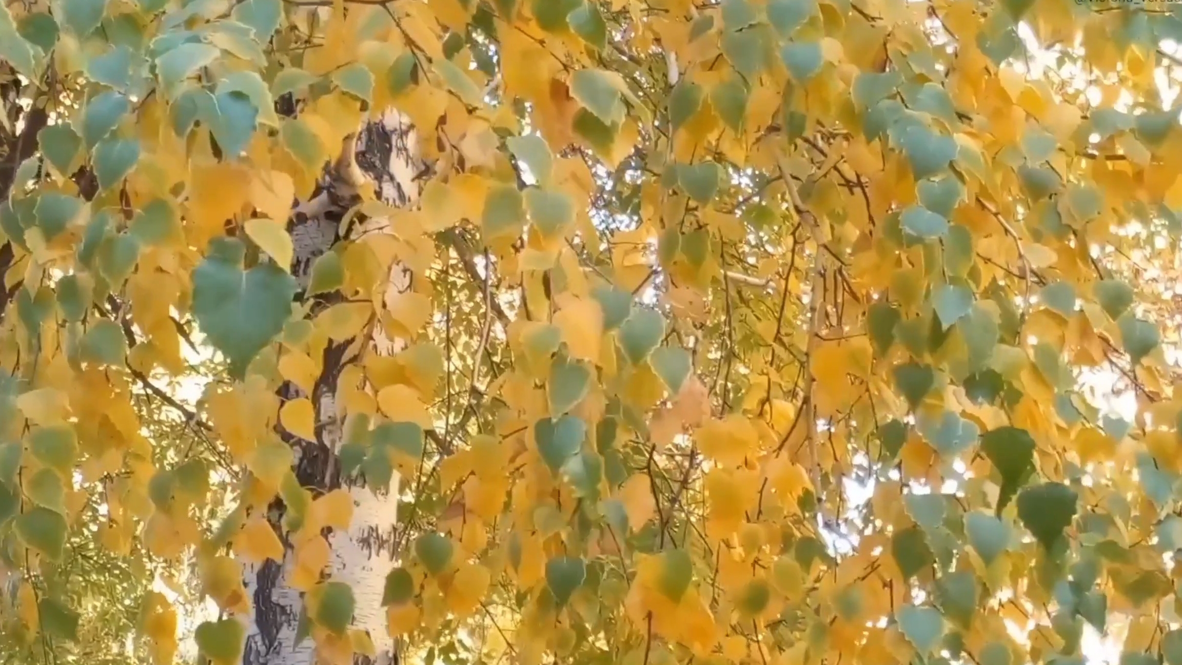 Осень золотая и берёзка осенняя в одёжке 💖👍#осень
