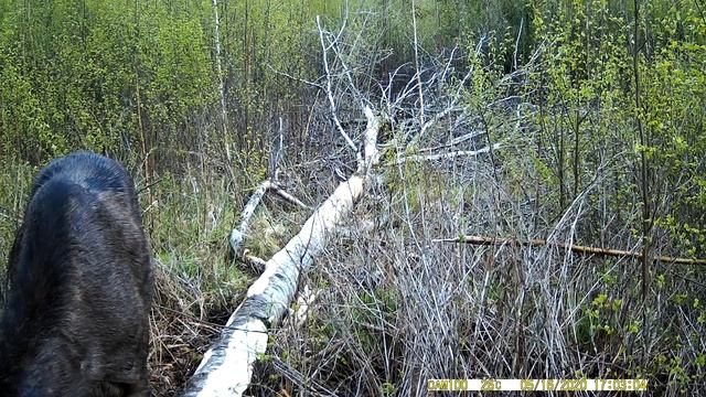 Новый солонец для лося.Фотоохота часть 2.Лось нашел новый солонец 1