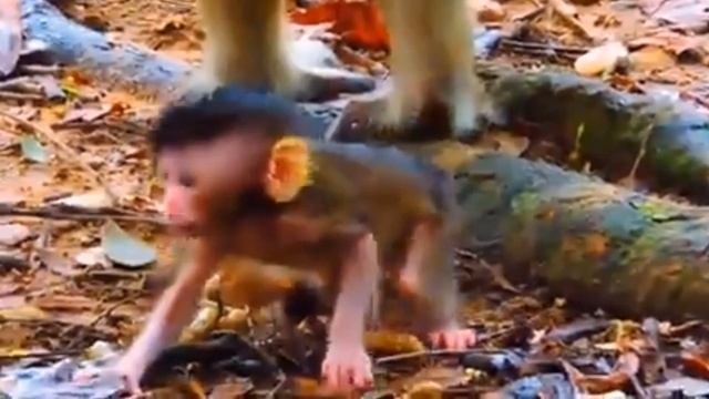Макака-мать :
- Один не гуляй, сейчас  вместе прошвырнемся    1000037289.mp4