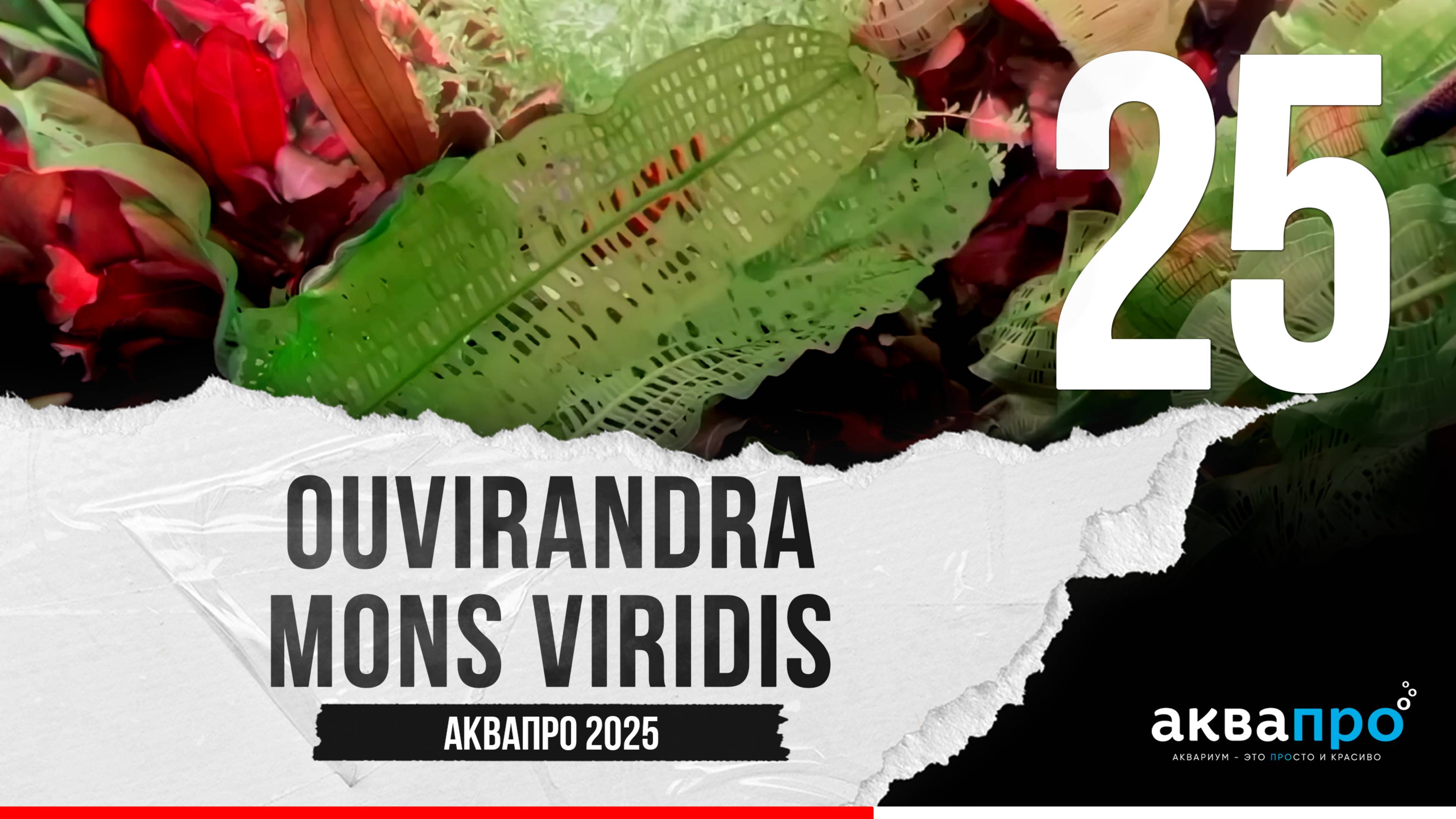 25. Ouvirandra Мons Viridis. #АкваПро