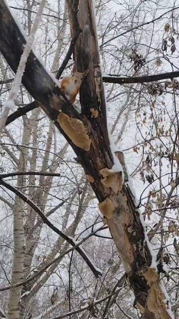Трусишка 