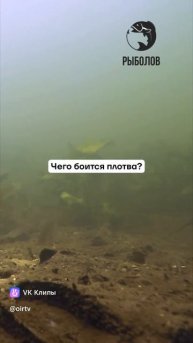 Рыбачишь? Подпишись! #леньтябрь #думалнепригодится #дыханиеосени #рыбалка #плотва