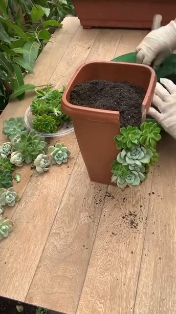 Цветочный декор из суккулентов