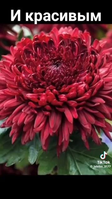 Video_10425593763283 (1).mp4