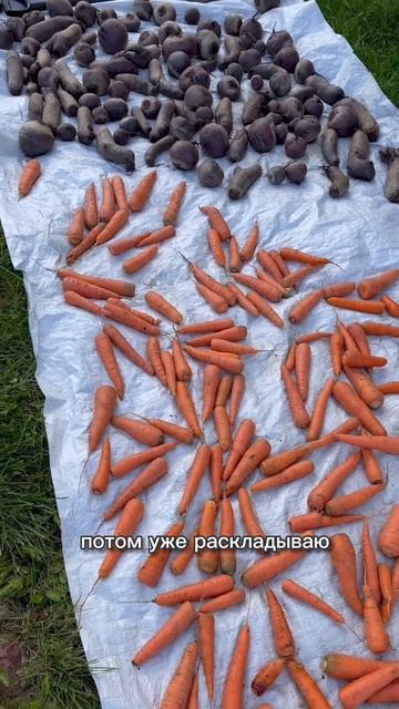Все овощи убирают в разное время