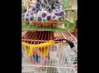 Выставка-продажа животных в Маркет Вилладж