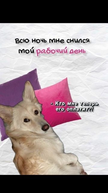 Трудоголик 😅 #рабочиебудни #юмор #животные #собака