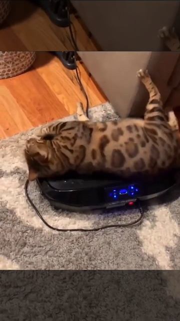 Кошкотряс.mp4