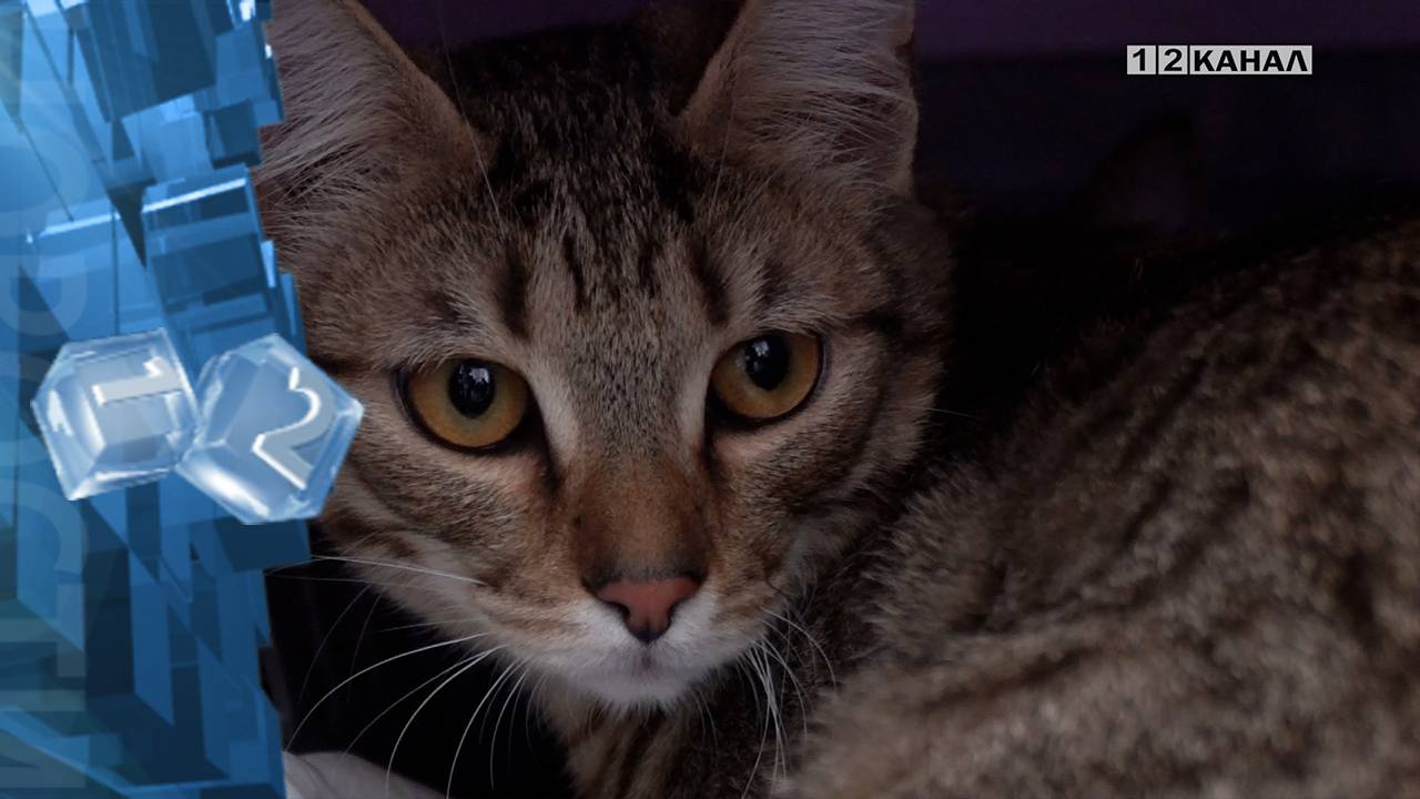 Сотрудники ЦКР, совместно с руководителями приютов для животных, провели благотворительную акцию