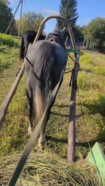 Мимо жеребца нельзя проехать