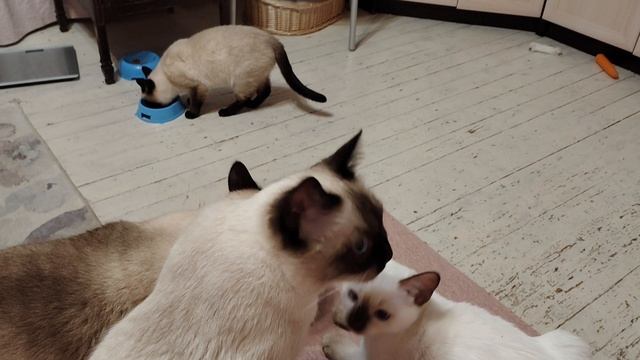 Куча тайских котиков