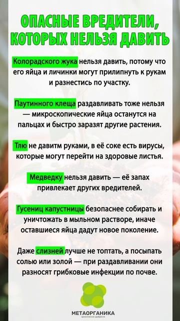 Опасные вредители которых нельзя давить