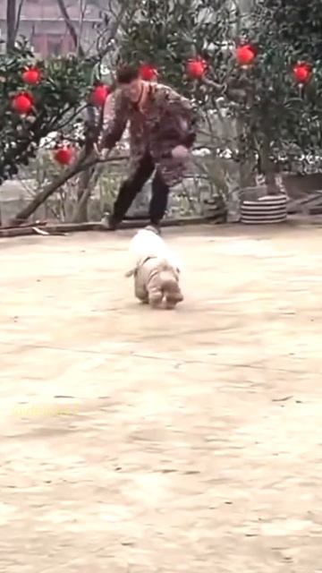 Смешные видео