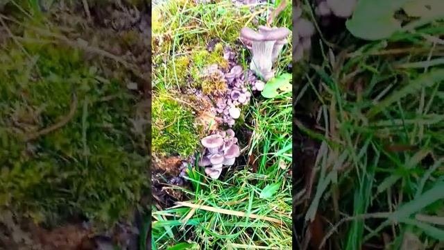 Вёшенки у Дома в Октябре на Подходе! _ Певец Кольчугино.mp4