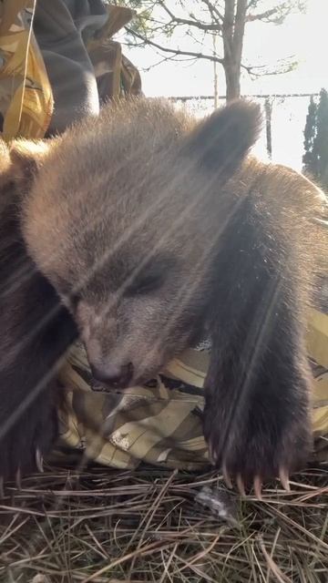 Медвежонок сладко спит и желает вам спокойной ночи 😴😉❤️😘🐻