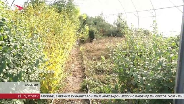2017 азæй республикæйы архайы куыстуат 
