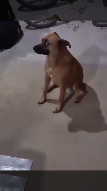 Бедный пёс.mp4