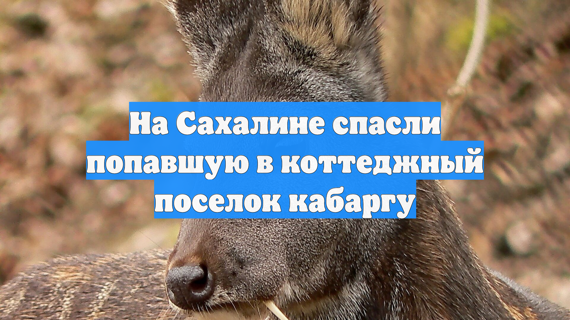 На Сахалине спасли попавшую в коттеджный поселок кабаргу
