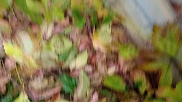 VID_20251005_083447.mp4