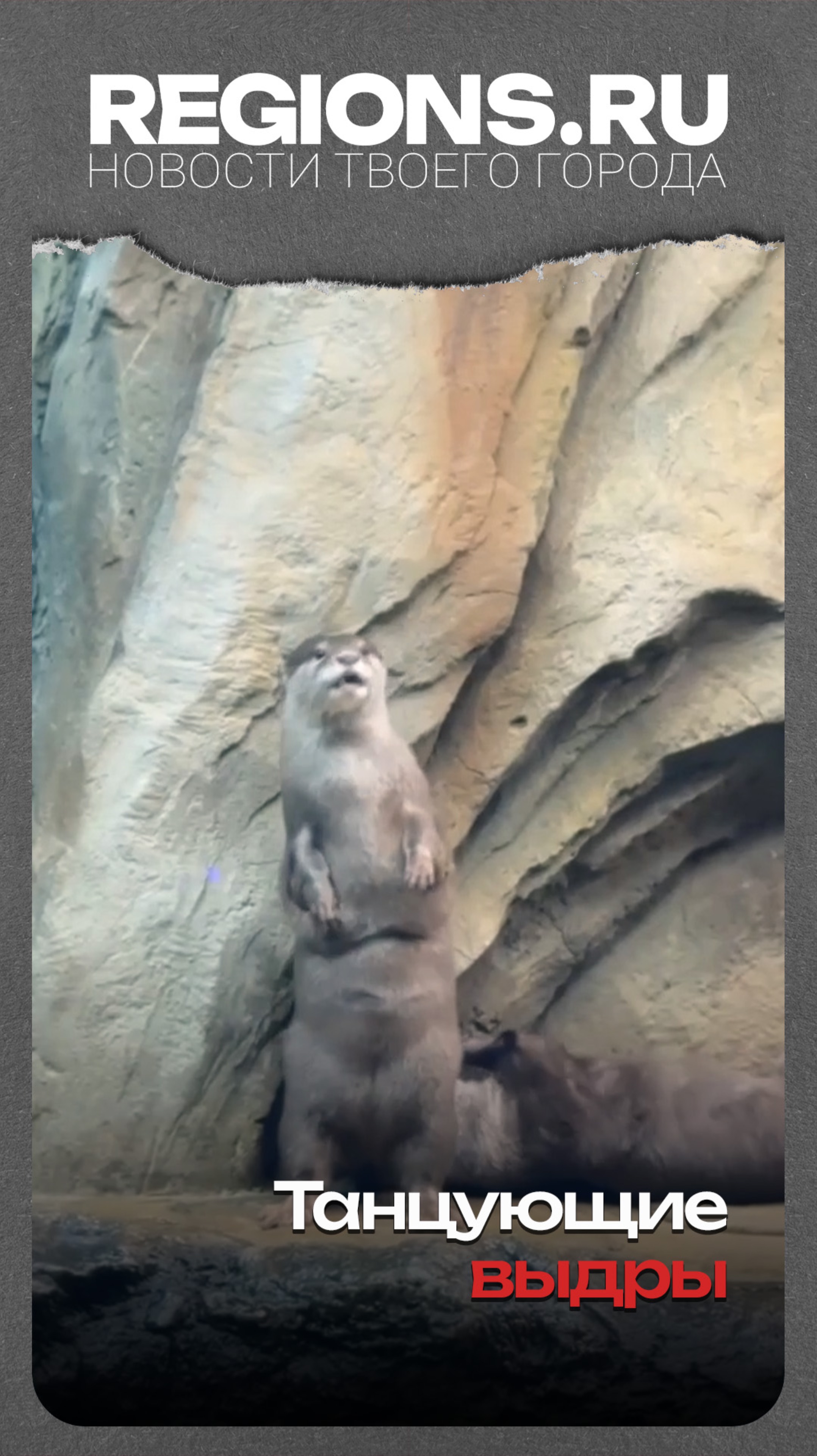 Танцующие выдры