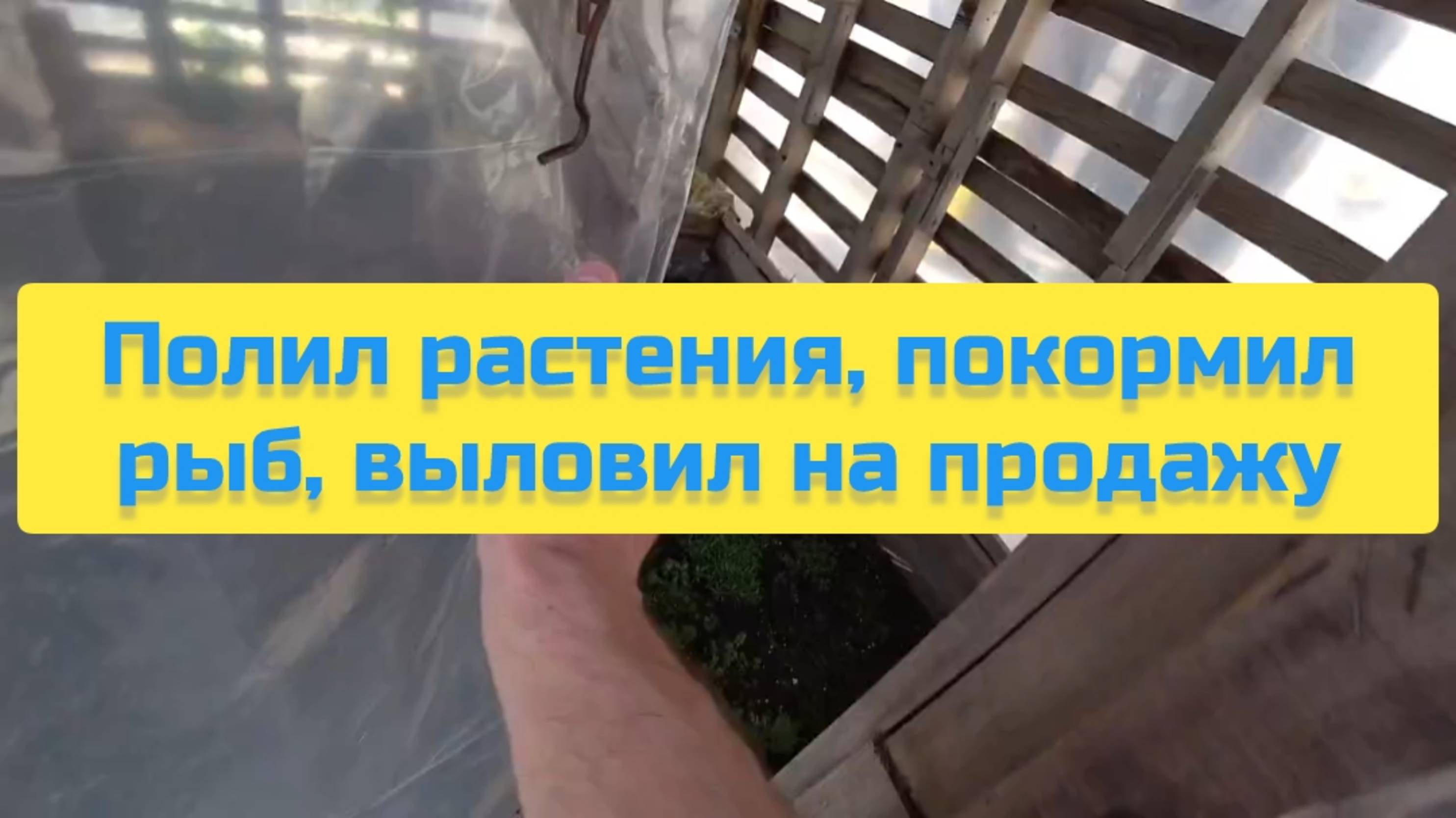 ПОЛИЛ РАСТЕНИЯ, ПОКОРМИЛ РЫБ, ВЫЛОВИЛ НА ПРОДАЖУ