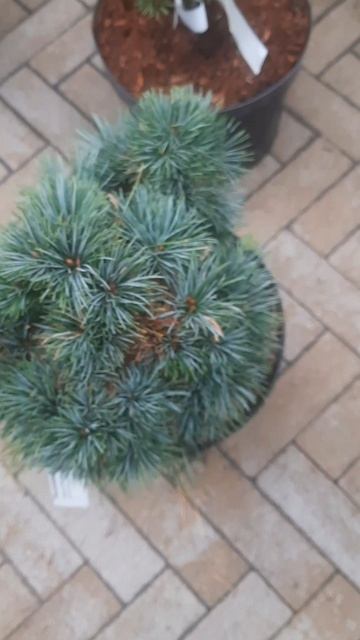 ❤🌲Кедровая сосна Блю Болл
✔Продажа растений в телеграм канале:
Https://t.me/love_is_hvoiny_dvorik
🚛🪴