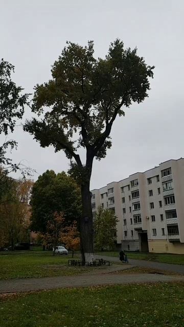 251010 Старинный дуб 1861 г Осень бульвар Победы город Орёл посажен честь отмены крепостного права в