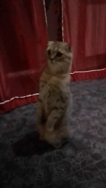 VID_20200717_225838_085705