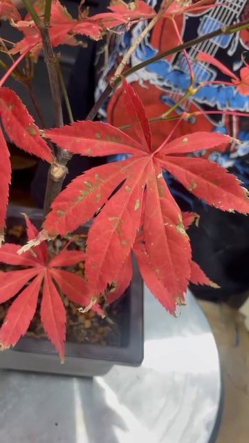 Японский красный клен Acer Palmatum