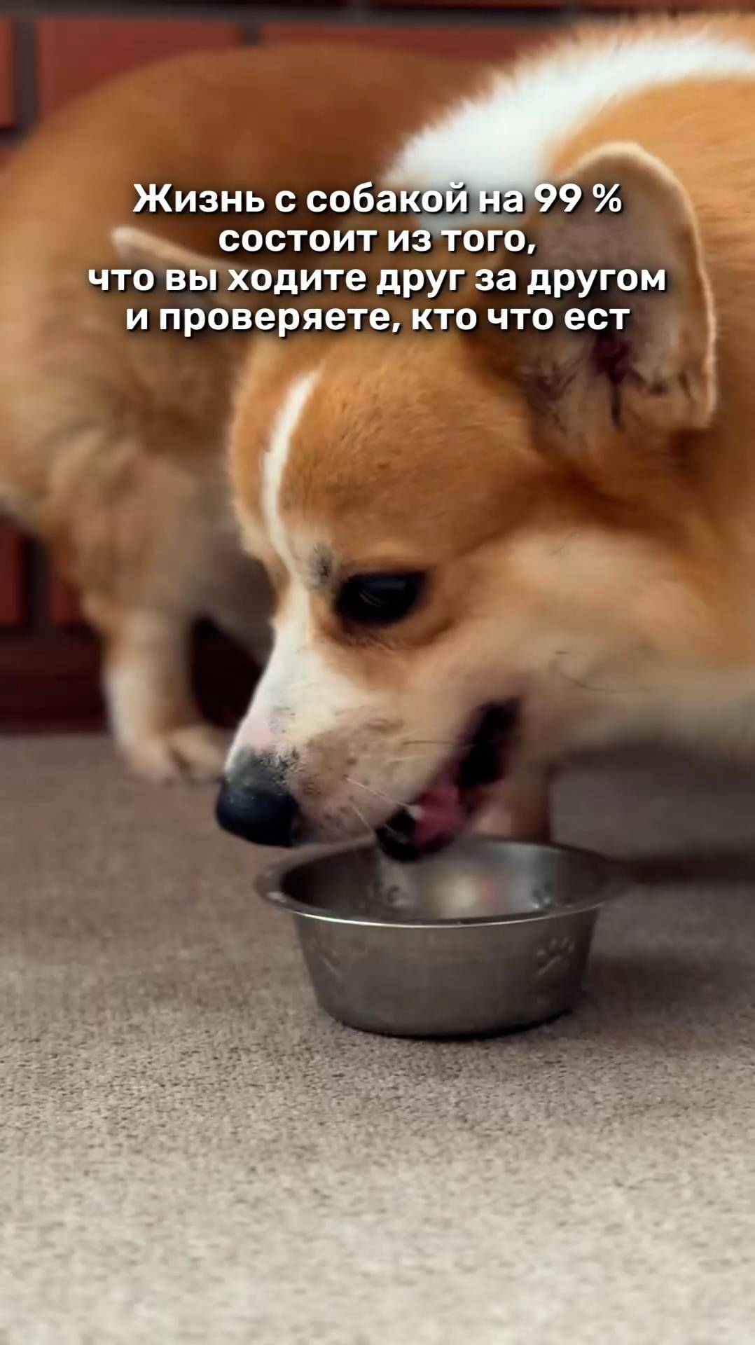 Жизнь с собакой на 99 состоит из...