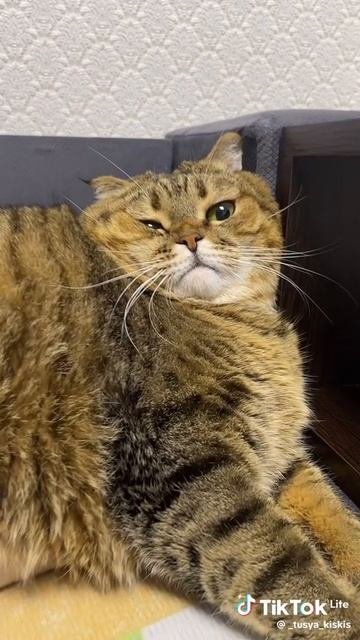 мой кот