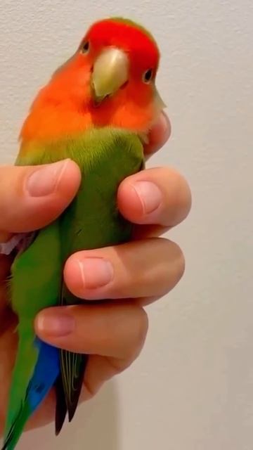 Смешные животные